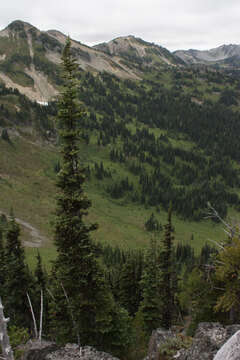 Image of subalpine fir