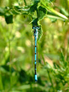 Image of Azure Bluet