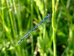 Image of Azure Bluet