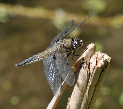 Image of Four-spotted Chaser