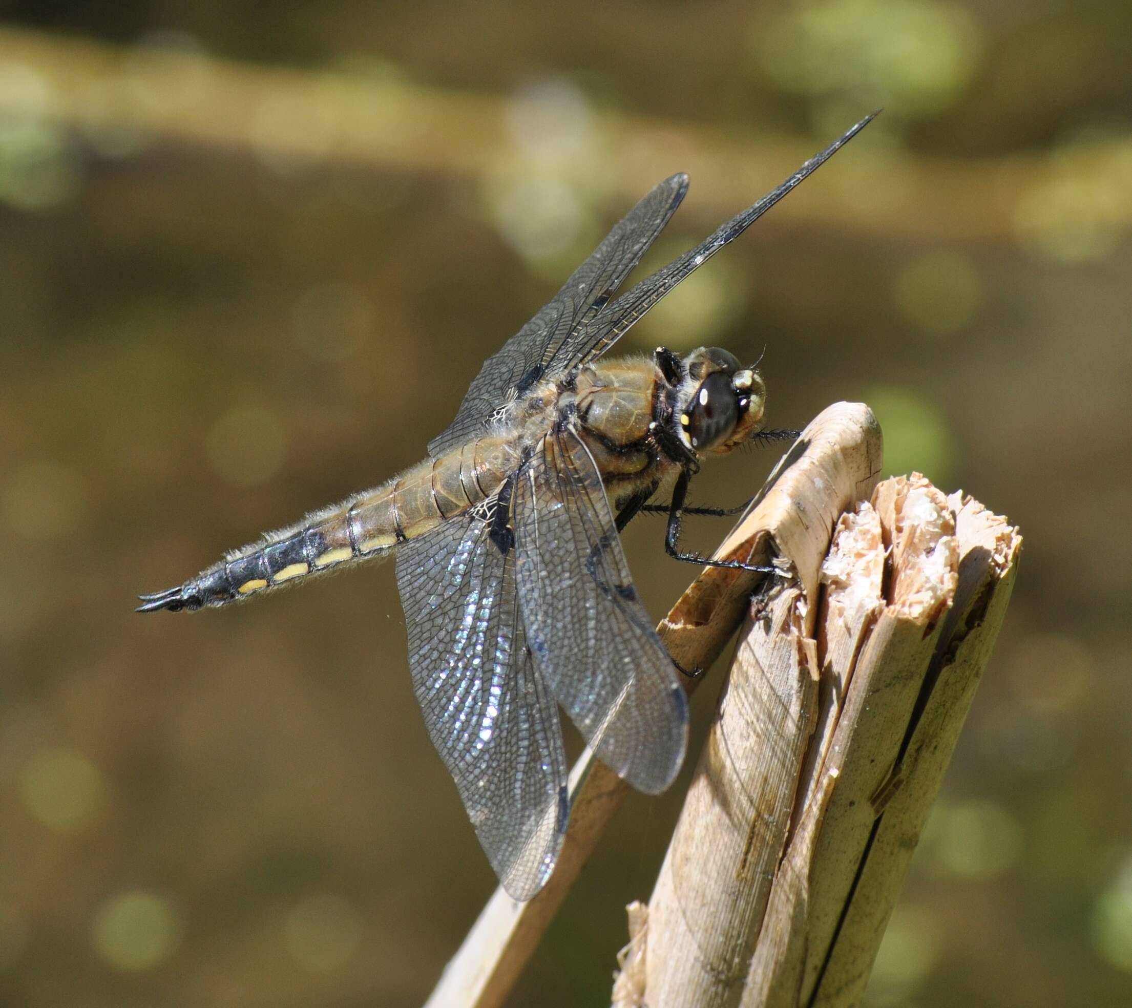 Image of Four-spotted Chaser