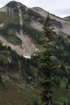 Image of subalpine fir