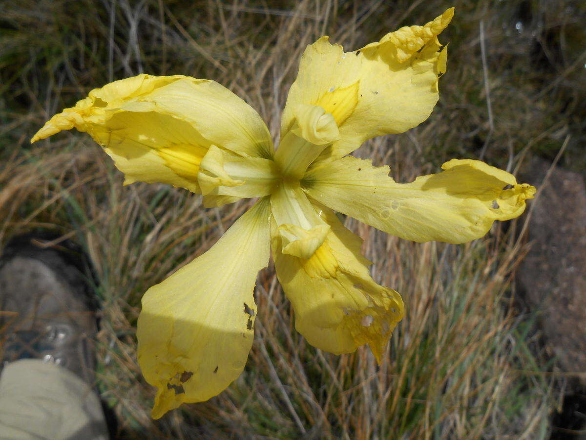 Moraea huttonii (Baker) Oberm. resmi