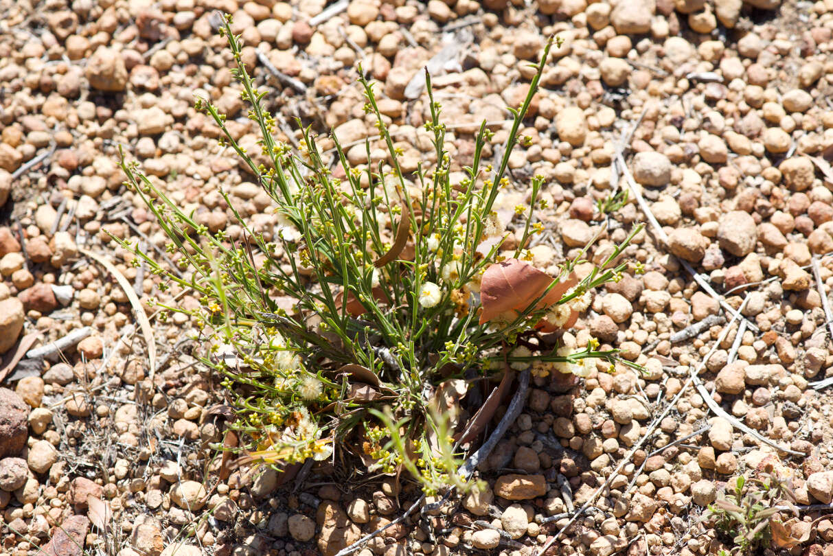 Imagem de Acacia stenoptera Benth.