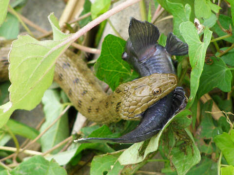 Image of Dice Snake