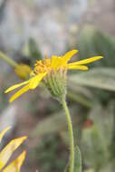 Image of hairy arnica