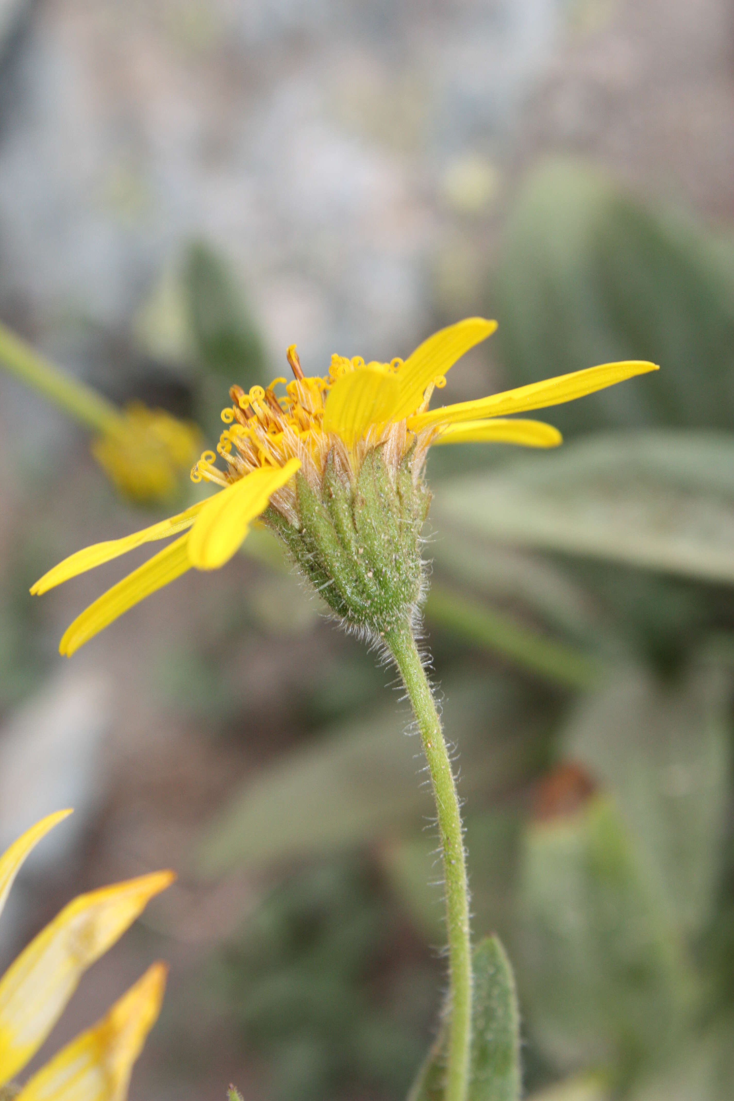 Image of hairy arnica