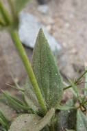 Image of hairy arnica