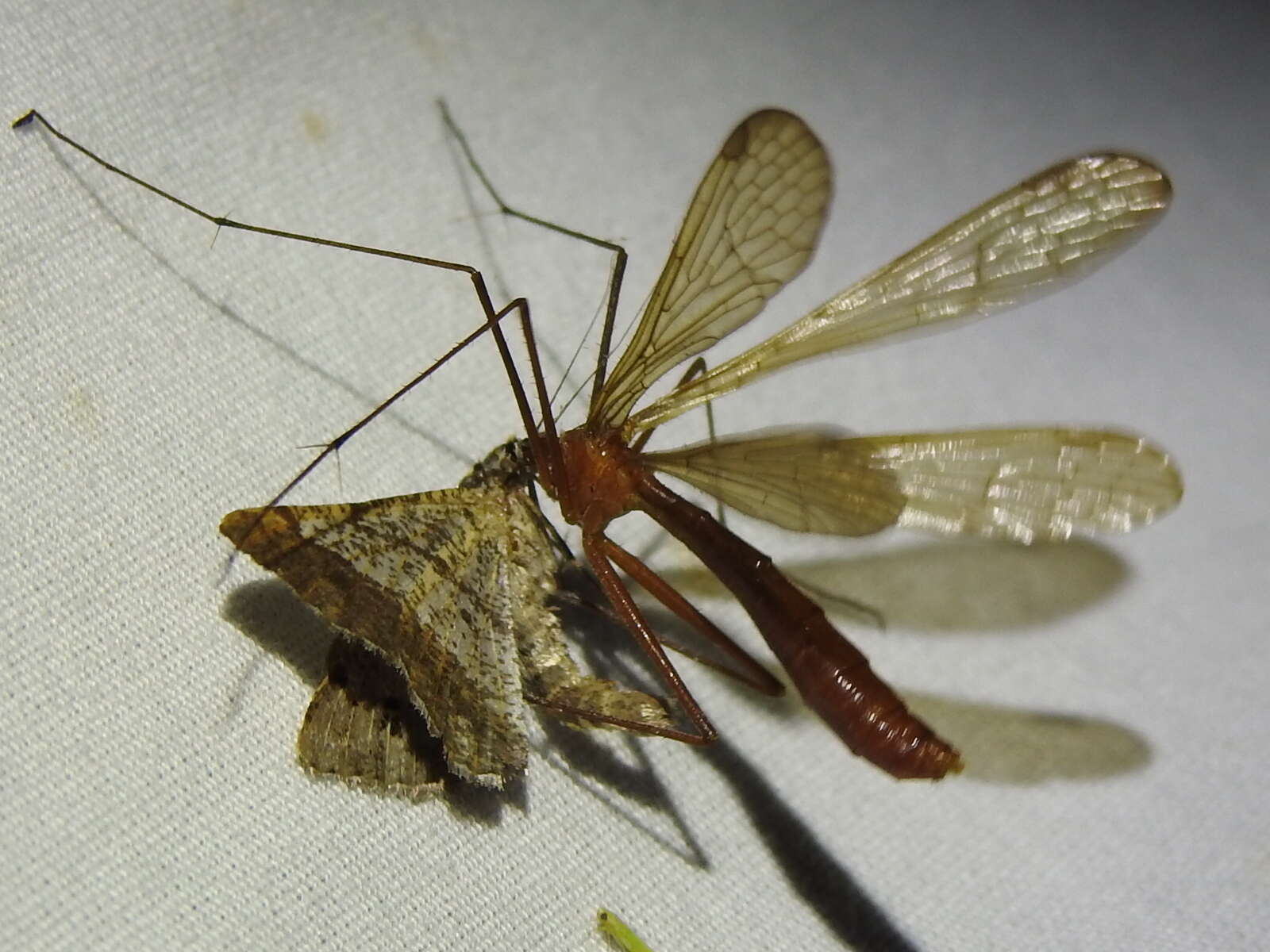 Image of Bittacus texanus Banks 1908