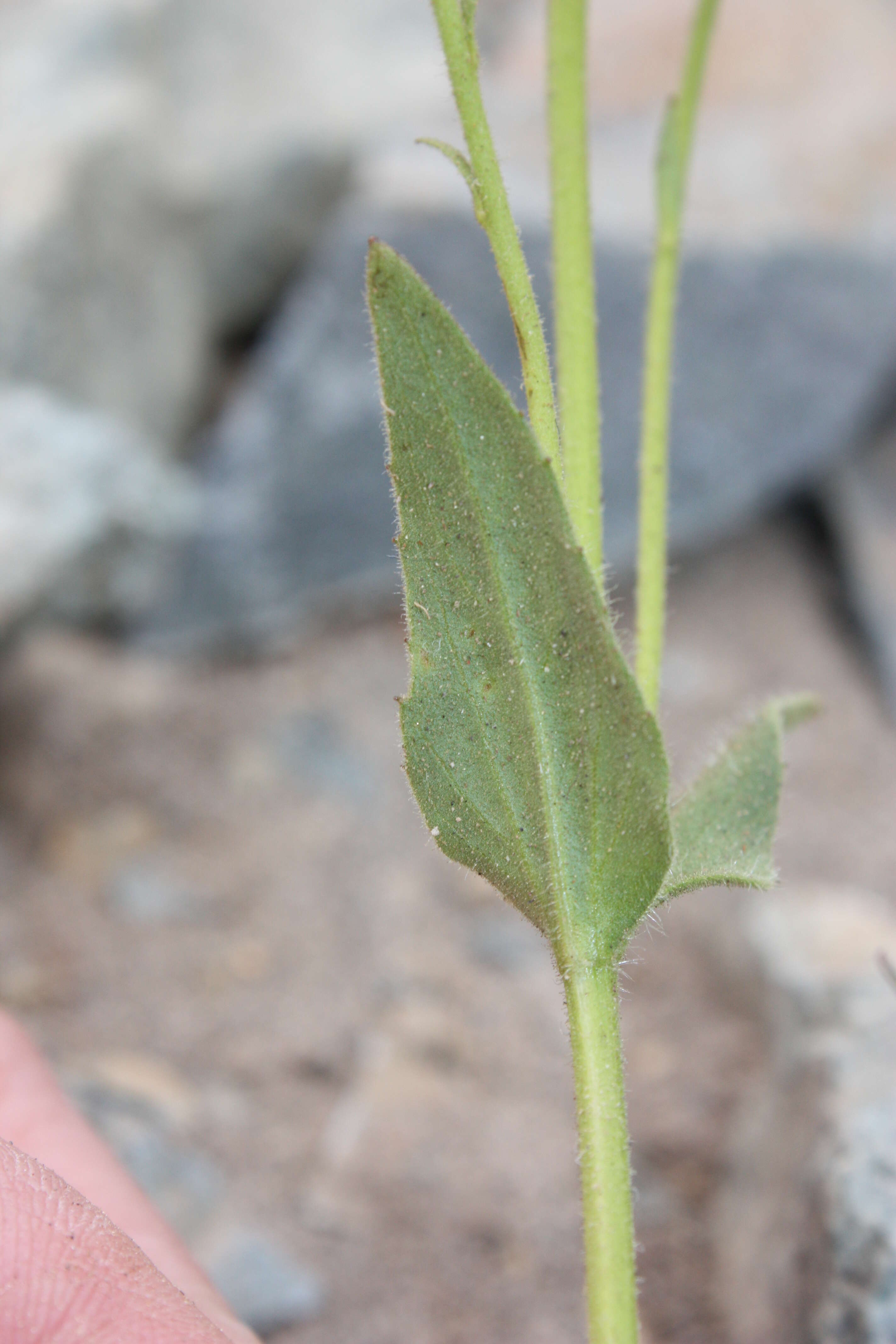 Image of hairy arnica