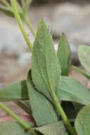 Image of hairy arnica