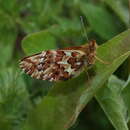 Image of Boloria chariclea