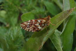 Plancia ëd Boloria chariclea