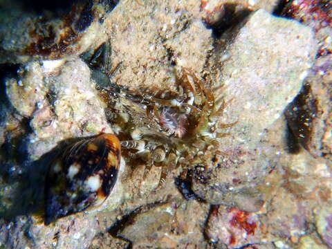 Image of red speckled anemone