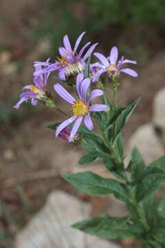 Слика од Eucephalus ledophyllus (A. Gray) Greene