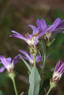 Слика од Eucephalus ledophyllus (A. Gray) Greene