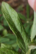 Слика од Eucephalus ledophyllus (A. Gray) Greene