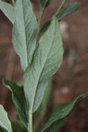 Слика од Eucephalus ledophyllus (A. Gray) Greene