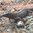 Image of Prickly Forest Skink