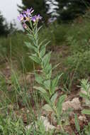 Слика од Eucephalus ledophyllus (A. Gray) Greene