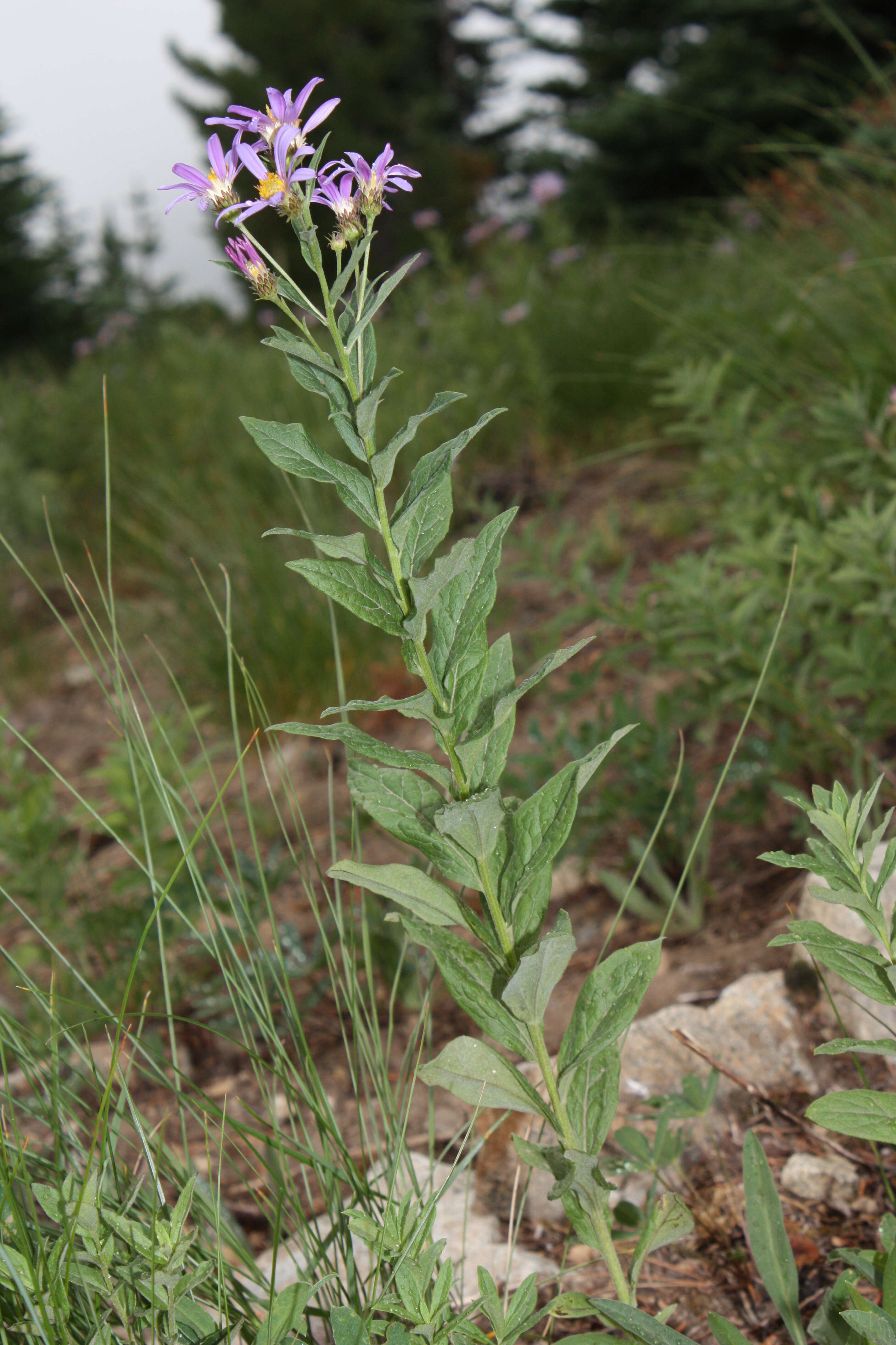 Слика од Eucephalus ledophyllus (A. Gray) Greene