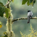 Image of McGregor's Cuckooshrike