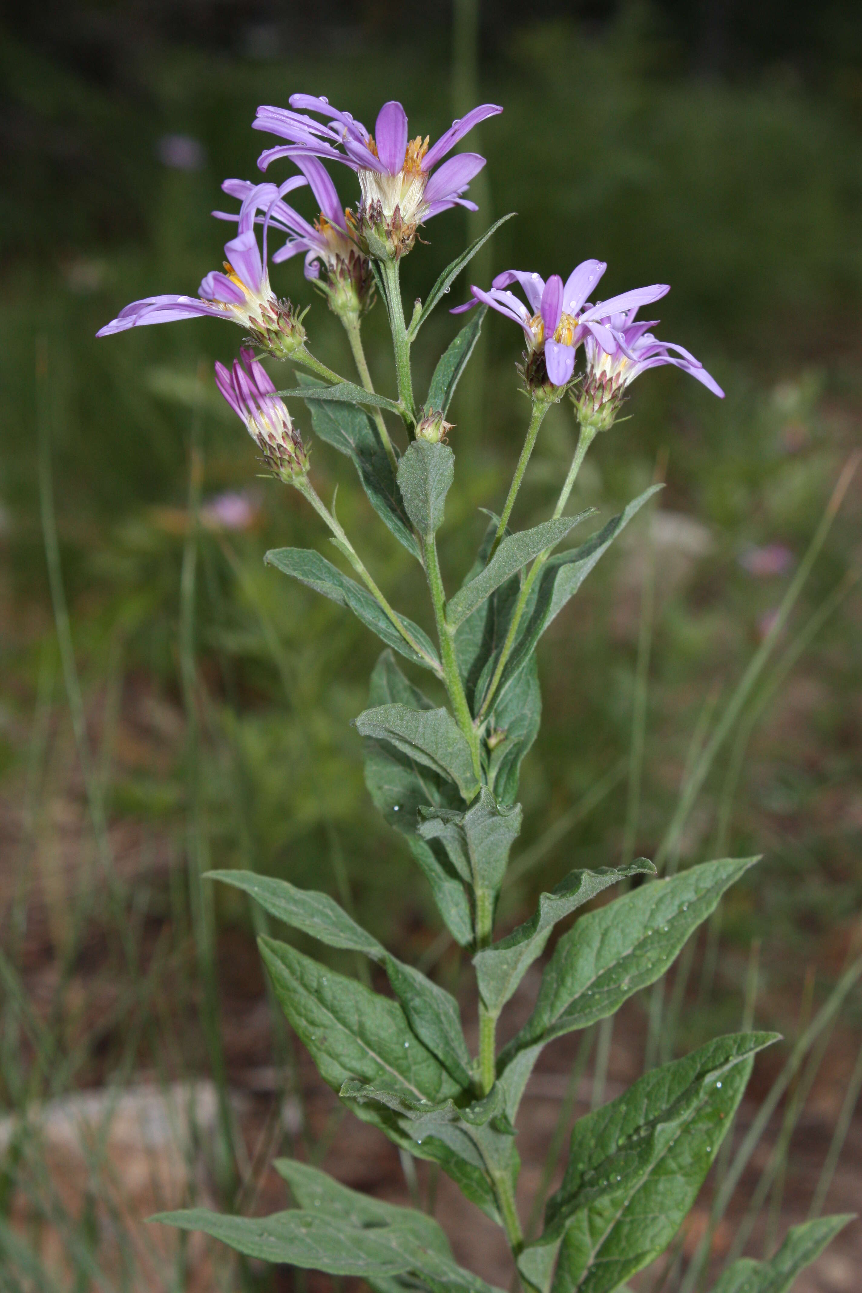 Слика од Eucephalus ledophyllus (A. Gray) Greene