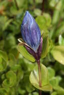 Image of Bog Gentian