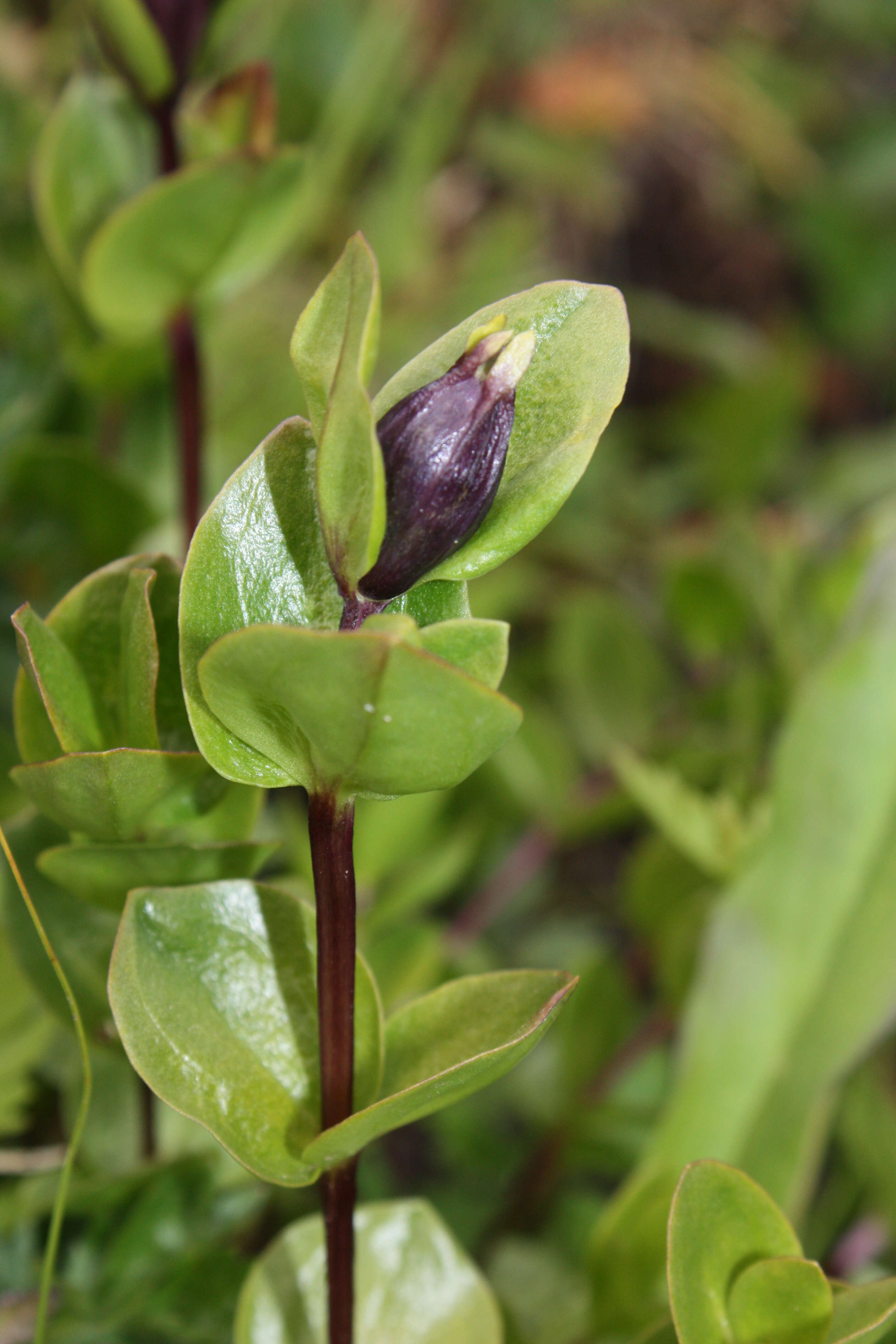 Image of Bog Gentian