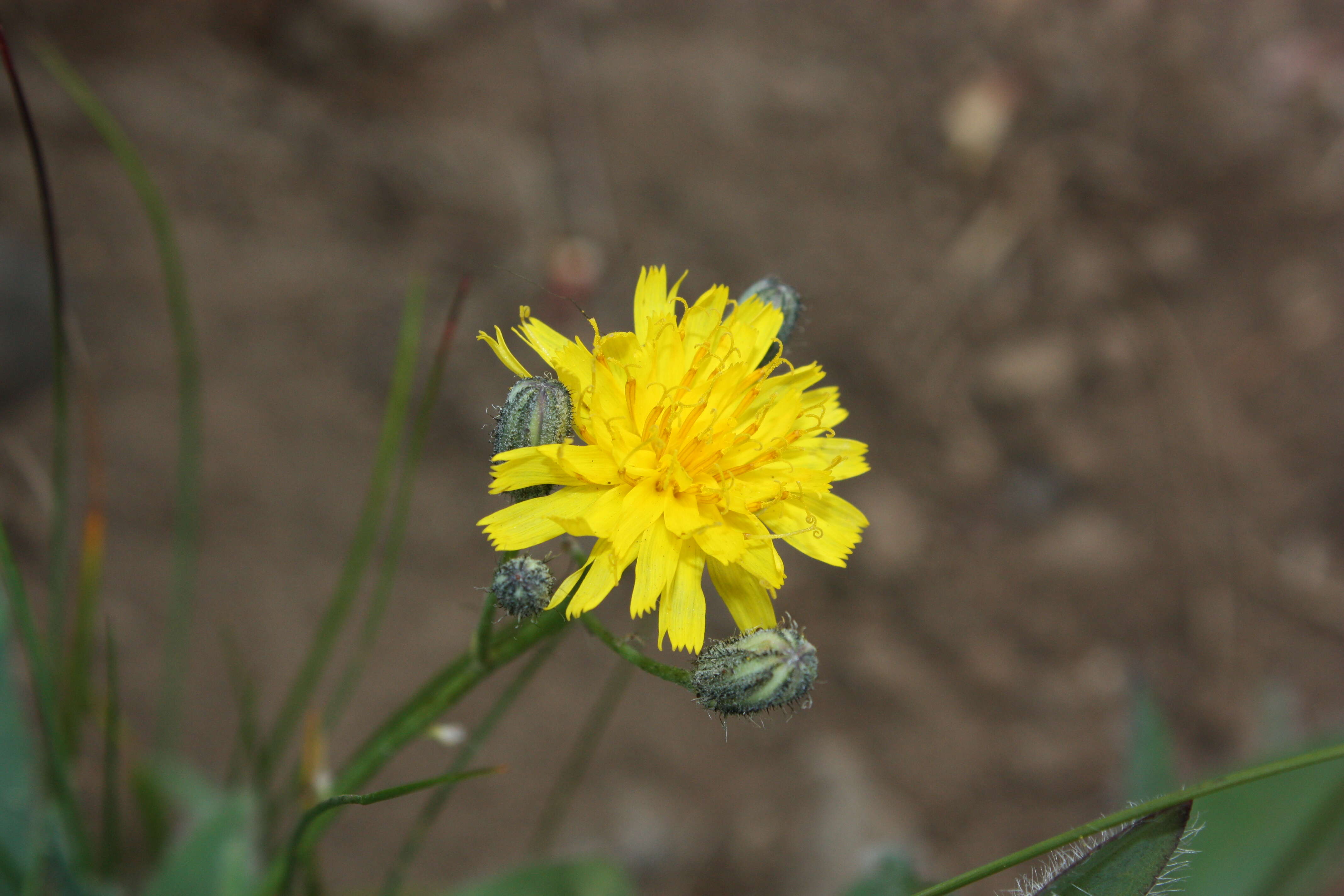 Image of Scouler's woollyweed