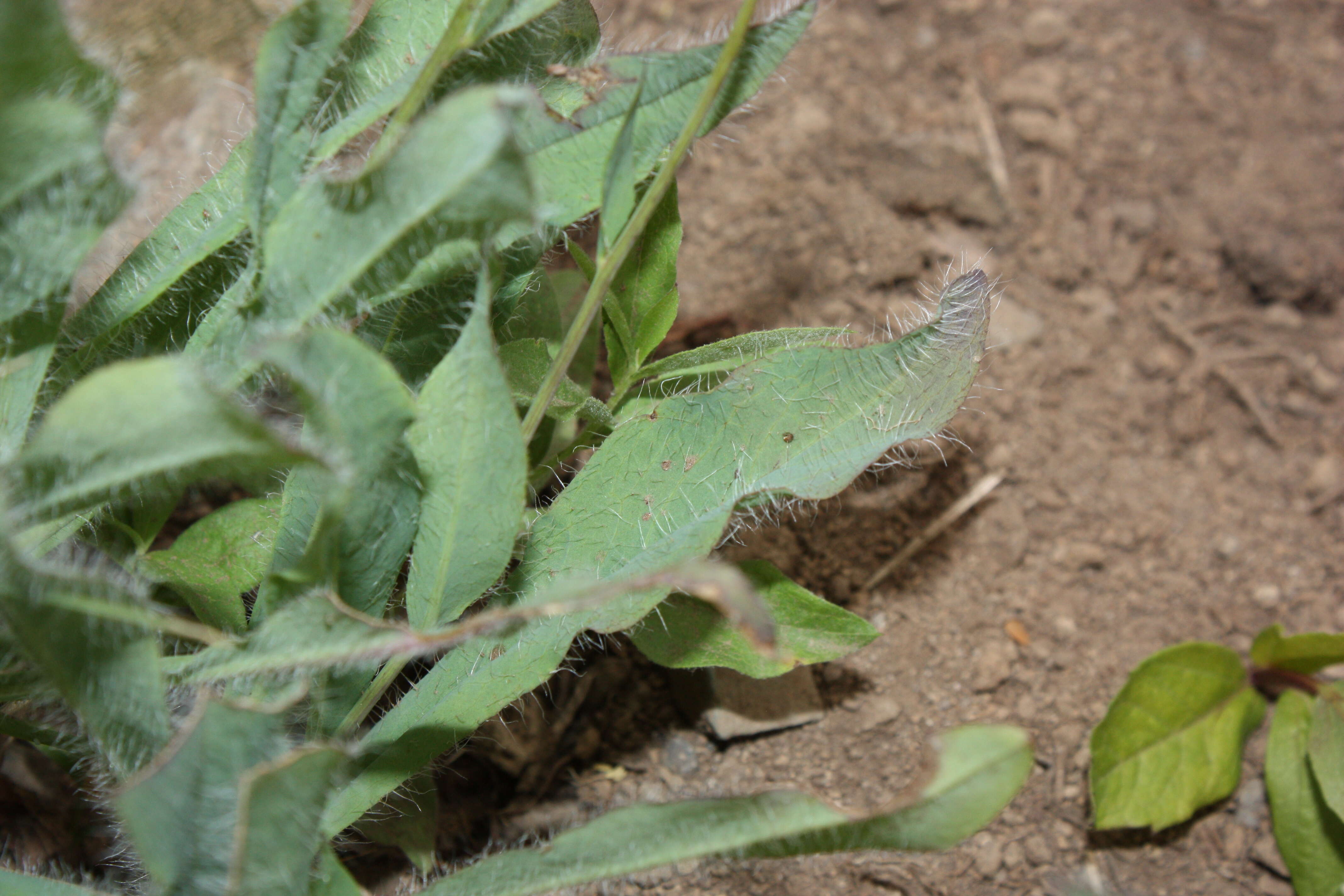 Image of Scouler's woollyweed