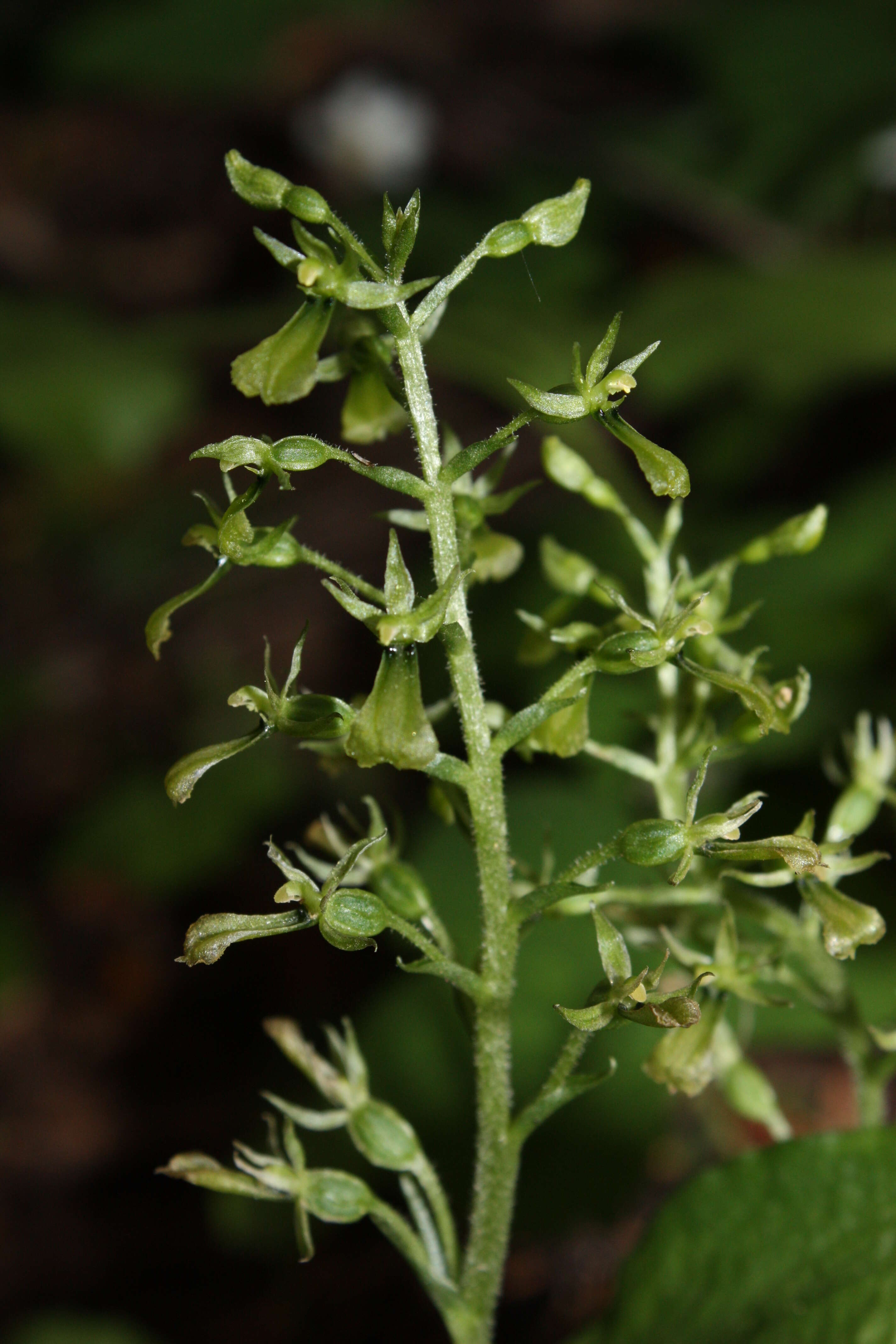 Neottia banksiana (Lindl.) Rchb. fil. resmi