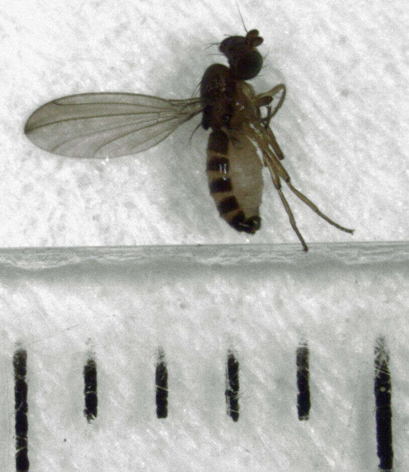 Imagem de Teratomyza neozelandica Malloch 1933