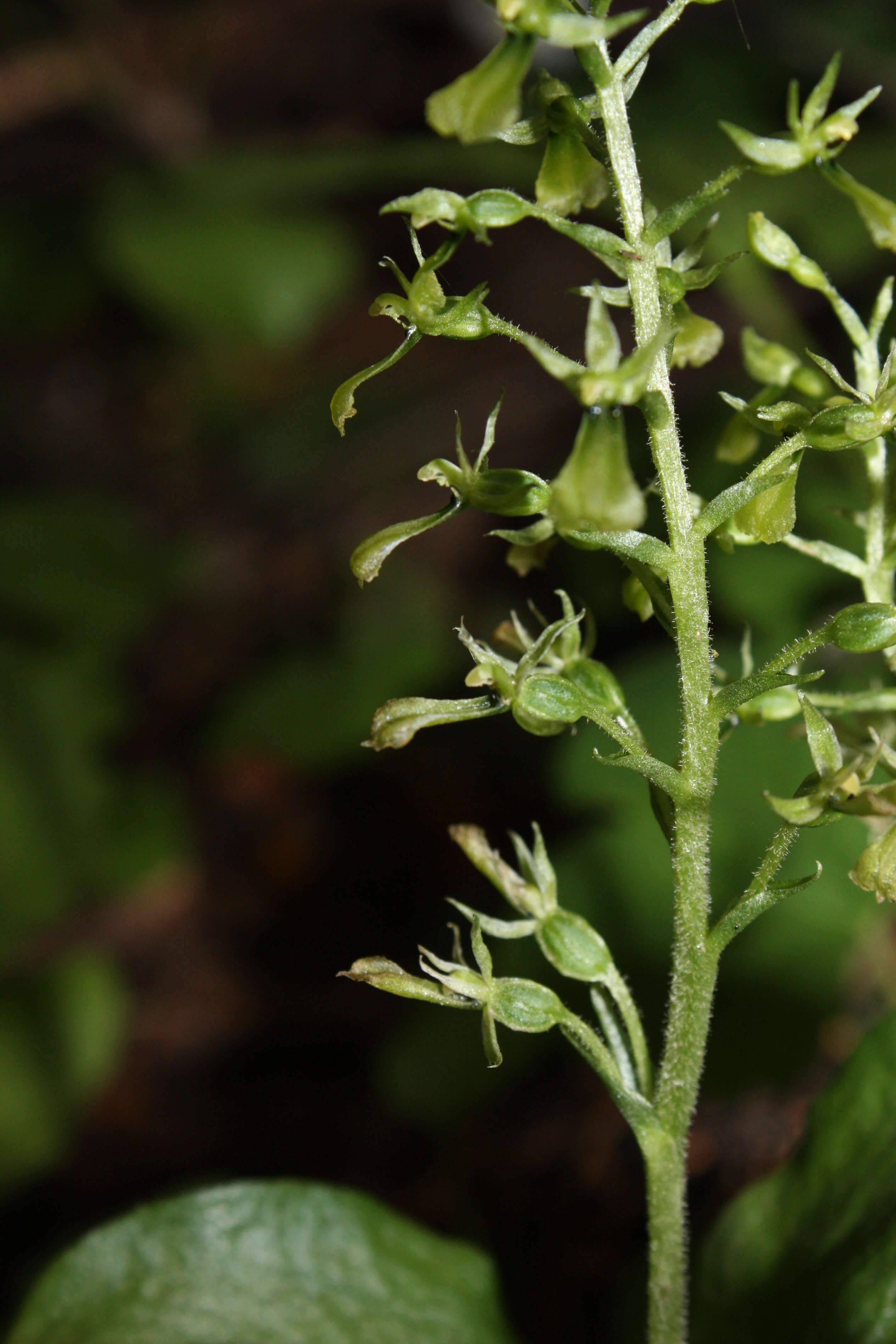 Neottia banksiana (Lindl.) Rchb. fil. resmi