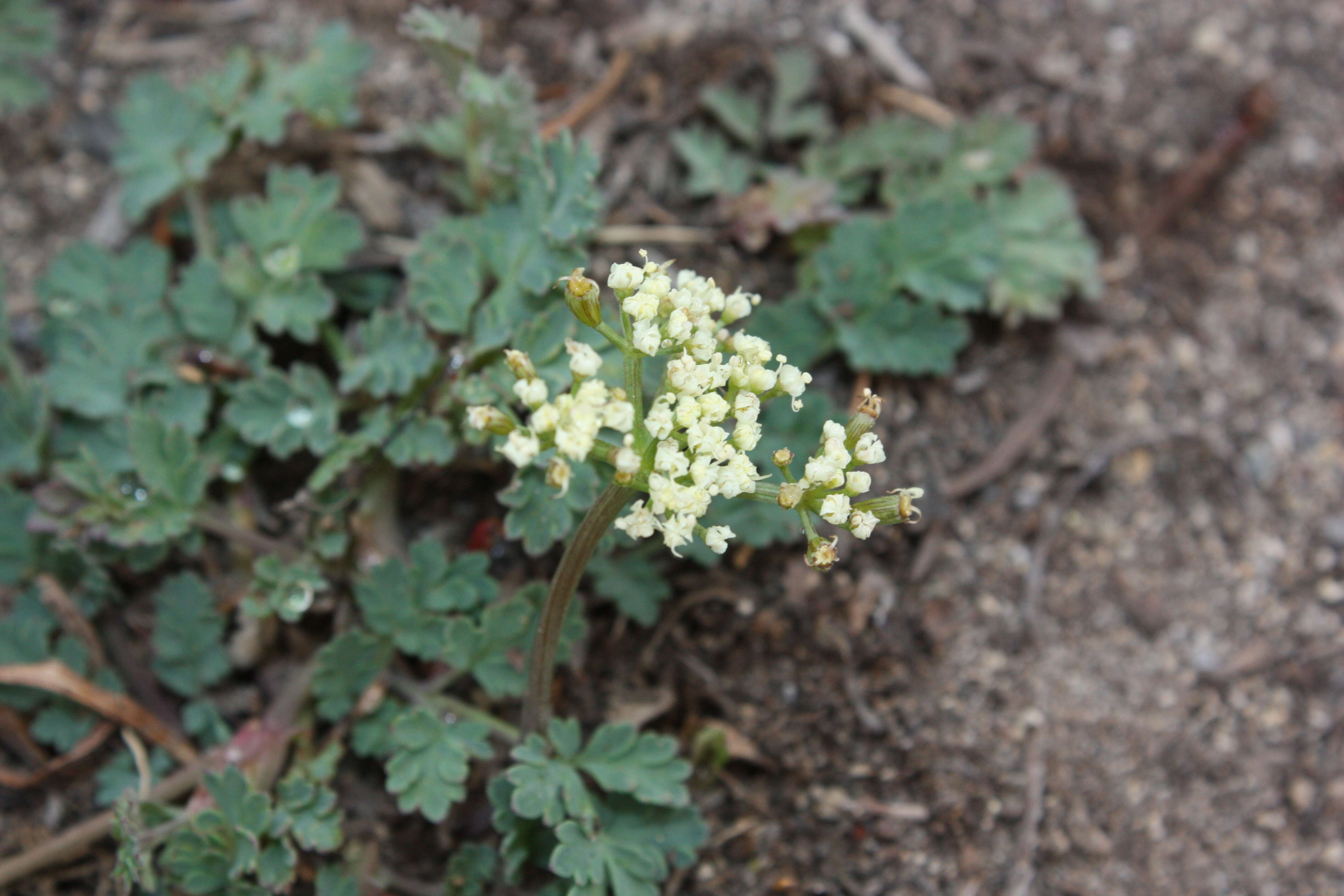 Image of cascade desertparsley