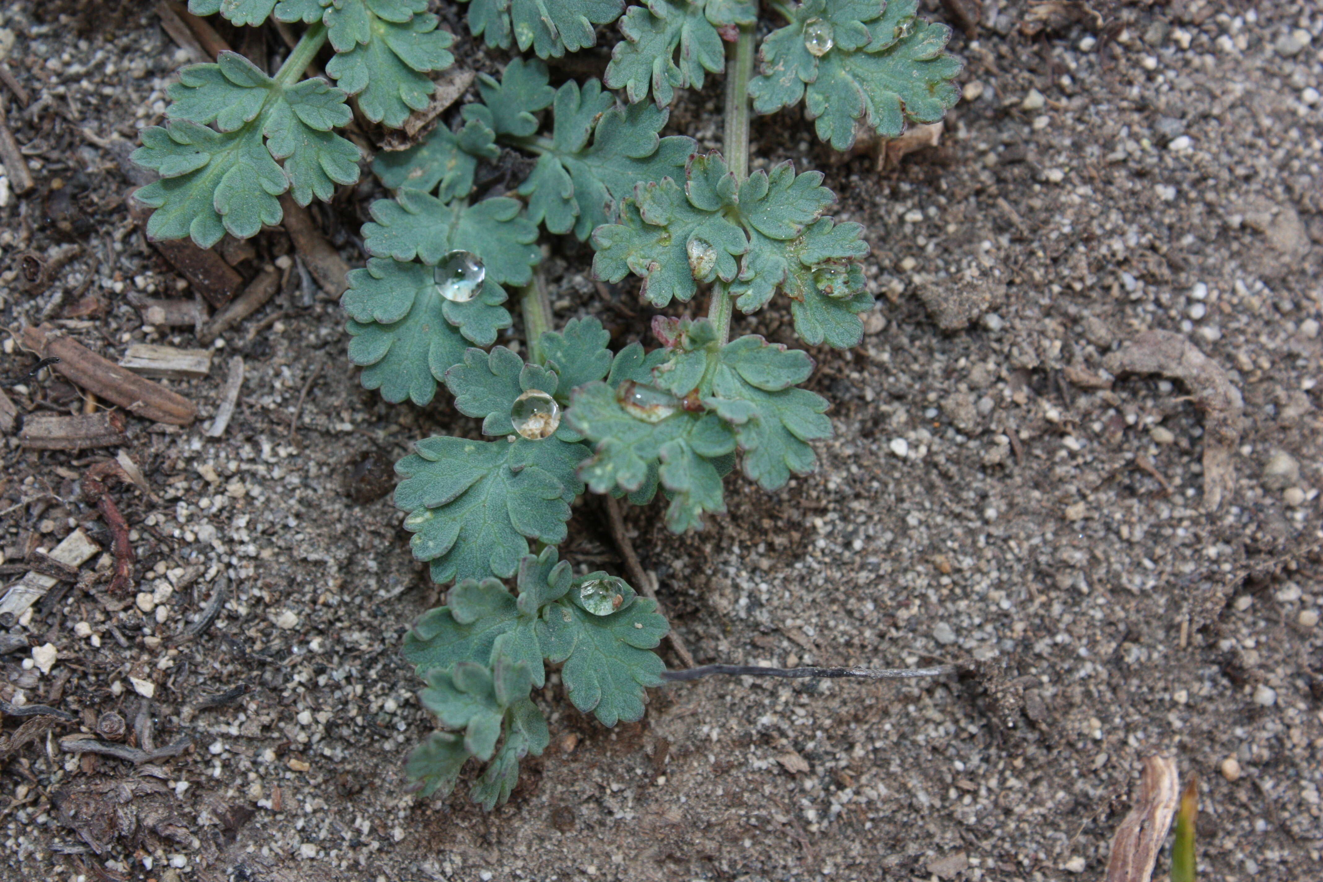 Image of cascade desertparsley