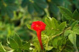 Image of Tecoma tenuiflora (A. DC.) Fabris