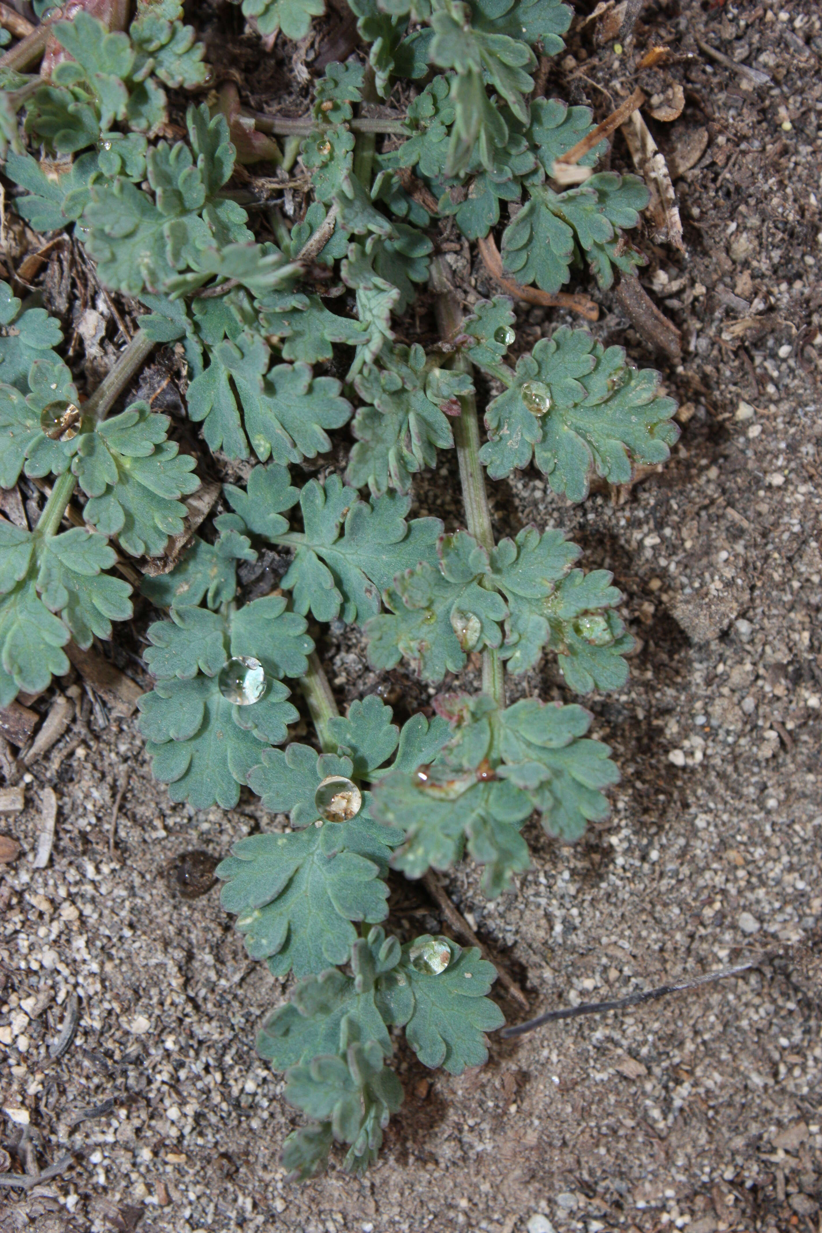 Image of cascade desertparsley