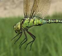 Image of Green Hawker