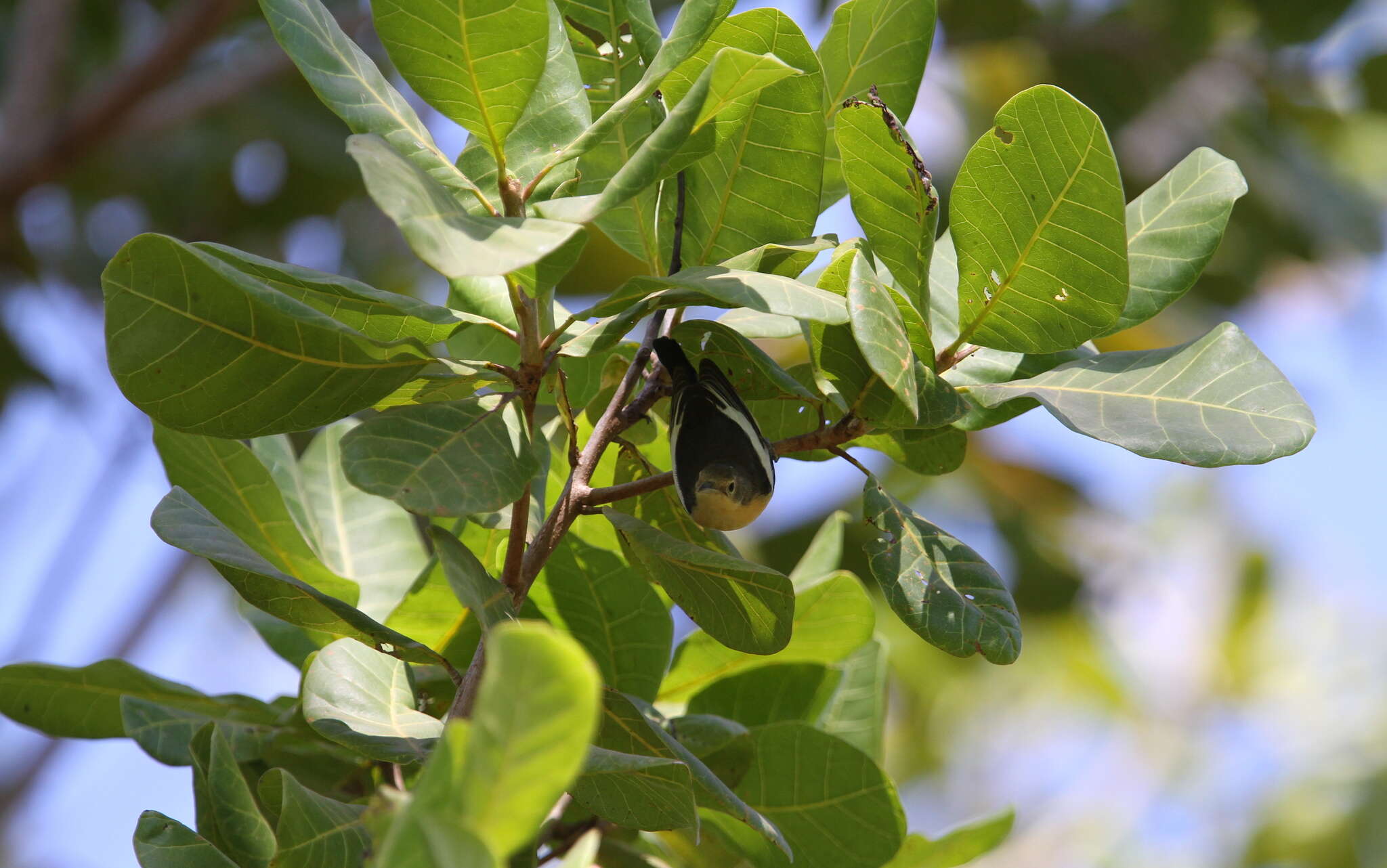 Image of Yellow-bellied Hyliota