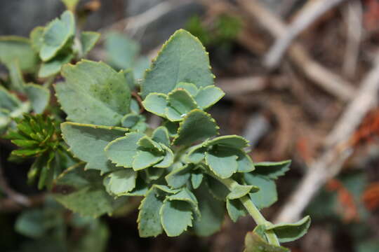 Image of cliff beardtongue