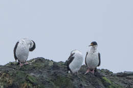 Image of Macquarie Shag