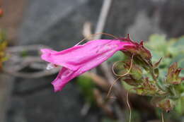 Image of cliff beardtongue