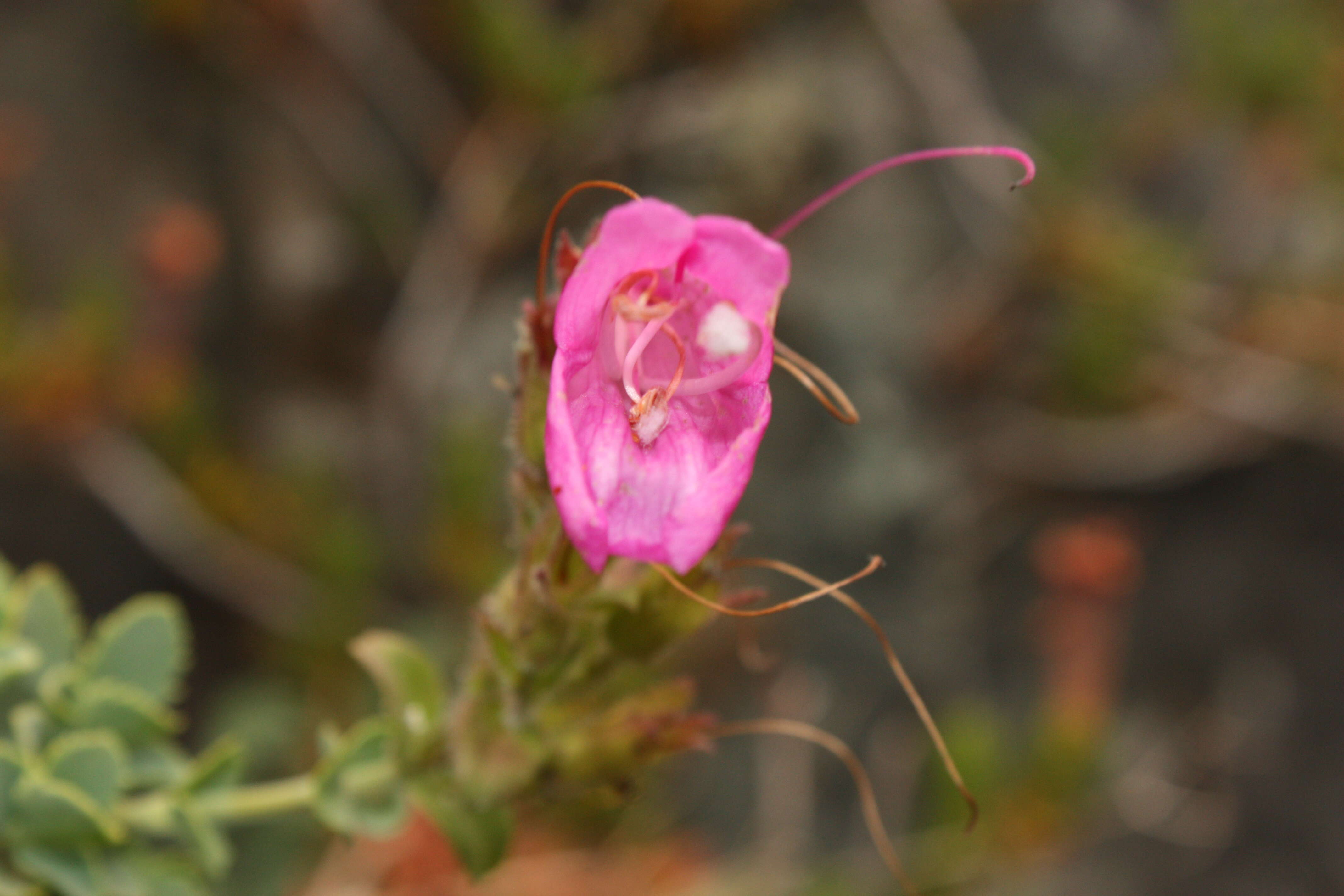 Image of cliff beardtongue