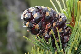 Image of whitebark pine