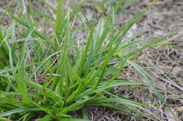 Imagem de Cyperus croceus Vahl