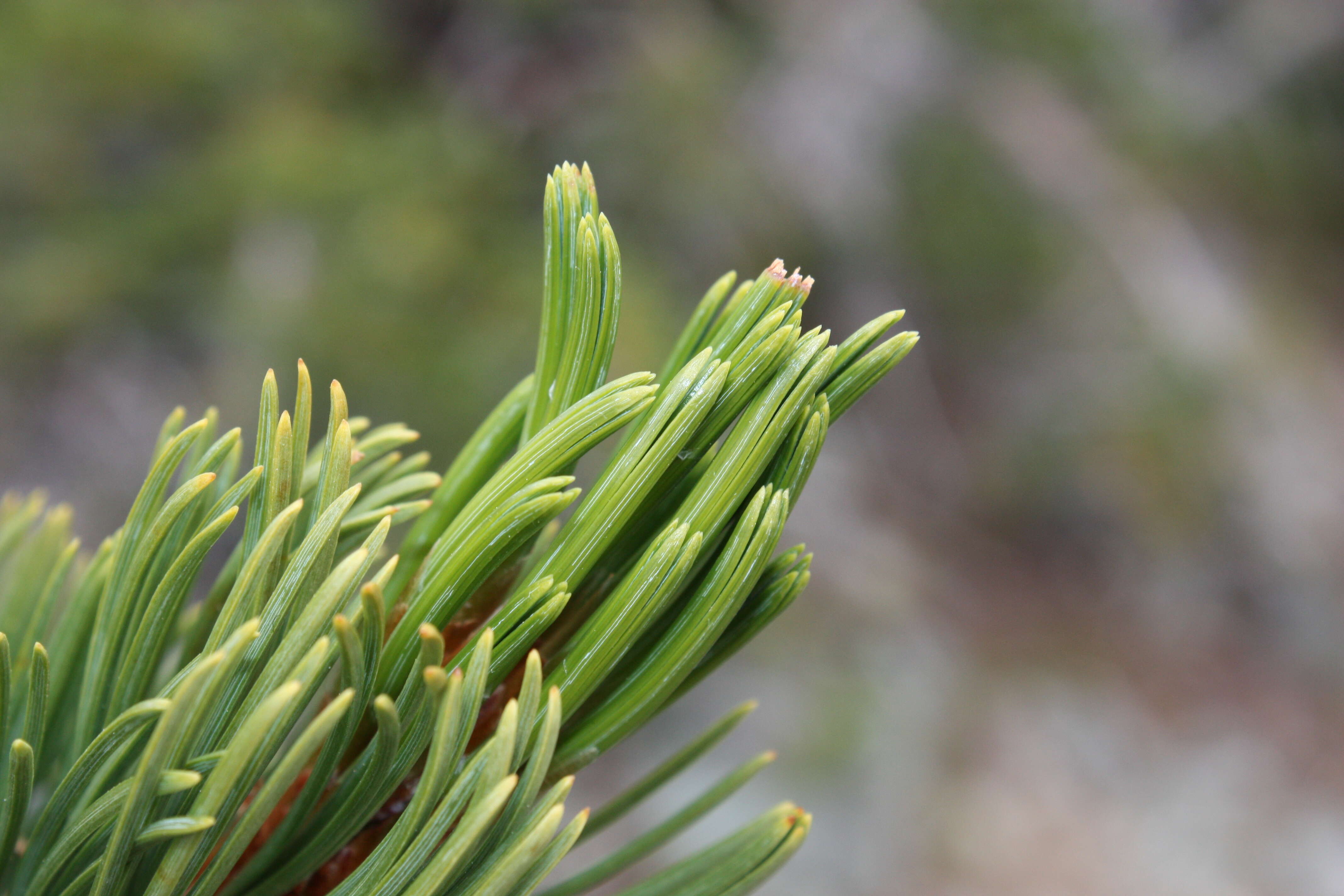 Image of whitebark pine