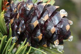 Image of whitebark pine