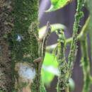 Image of Townsend's Anole