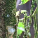 Anolis townsendi Stejneger 1900的圖片